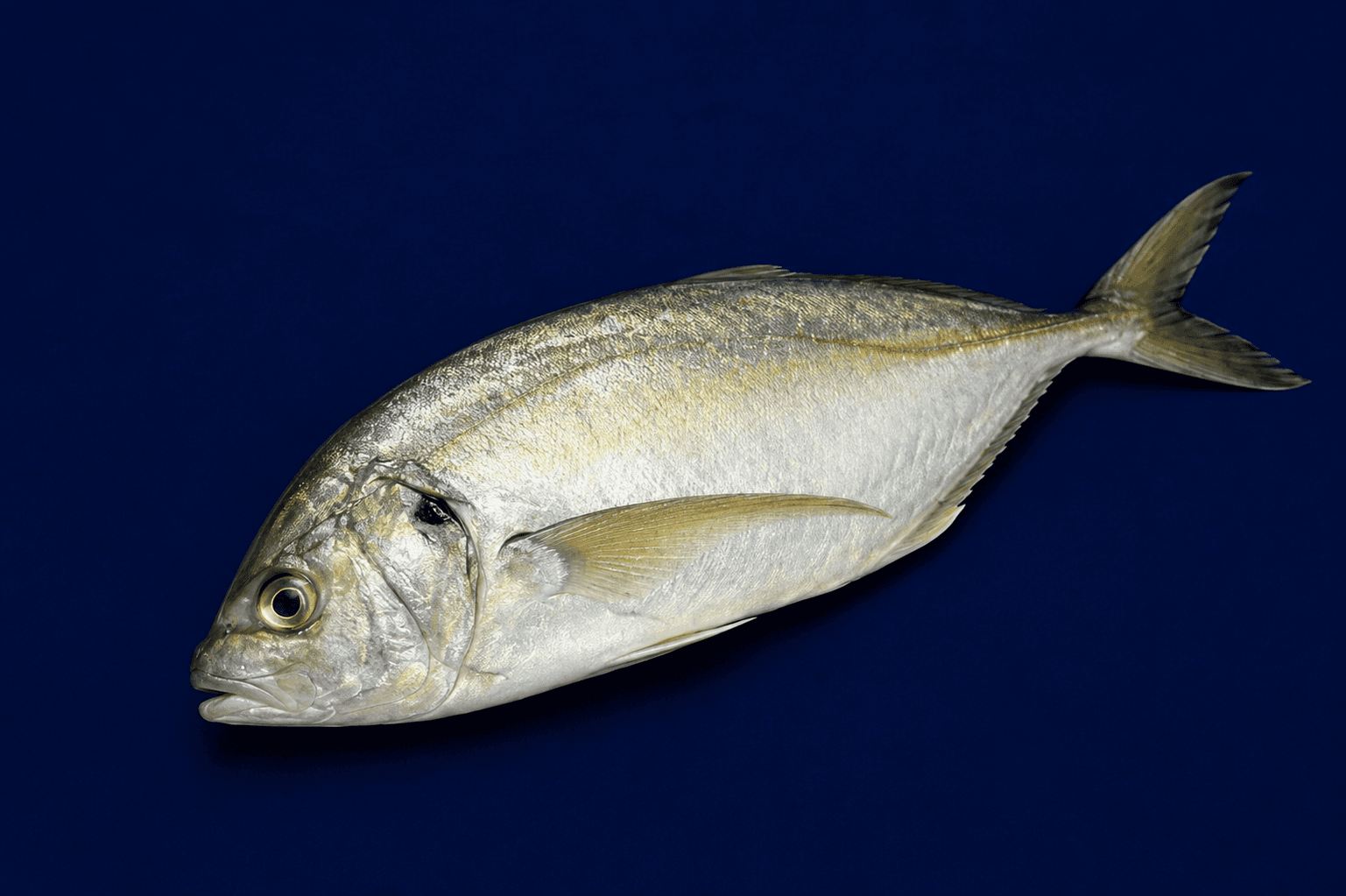 Silver Trevally Whole 1.25kg-1.75kg, fresh Fish (Whole) from Tasman Star Seafood, Gold Coast