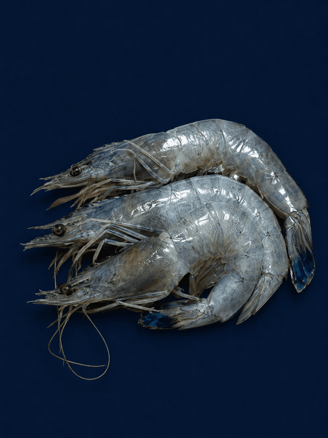 Paradise Prawn, fresh Sashimi from Tasman Star Seafood, Gold Coast