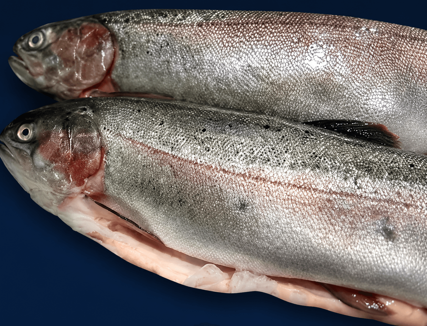 Ocean Trout Whole 3kg-4kg, fresh Fish (Whole) from Tasman Star Seafood, Gold Coast