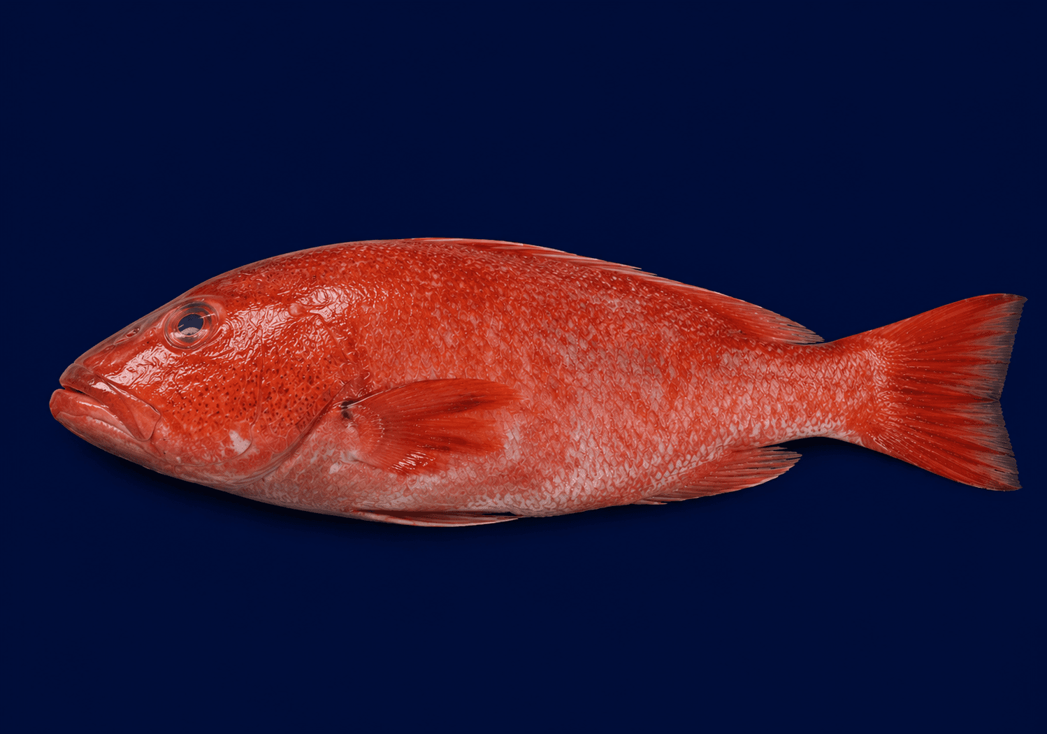 Coral Trout Whole 2kg-2.5kg