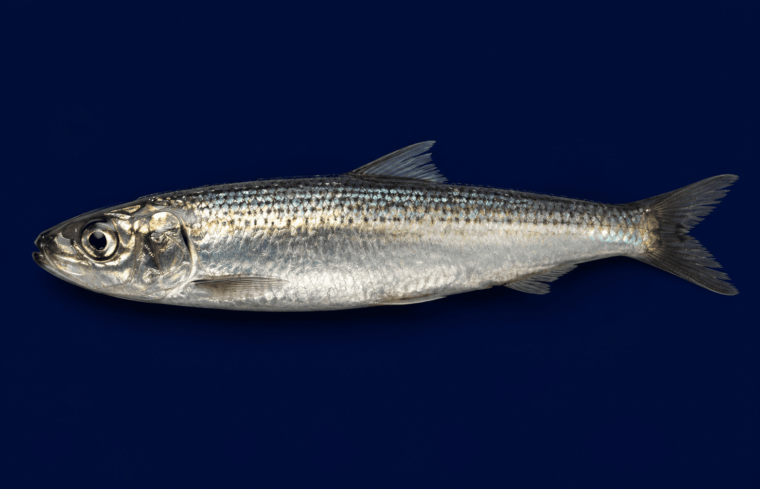 Blue Mackerel Whole 500g, fresh Fish (Whole) from Tasman Star Seafood, Gold Coast