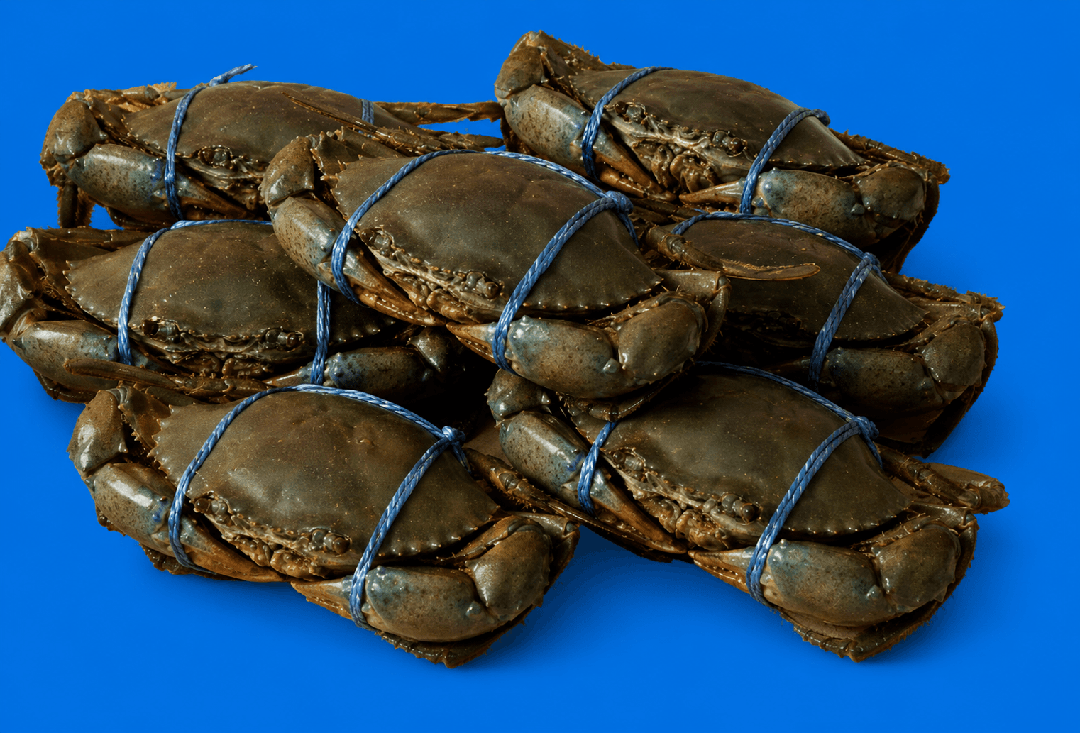 Live Mud Crabs 1kg-1.5kg