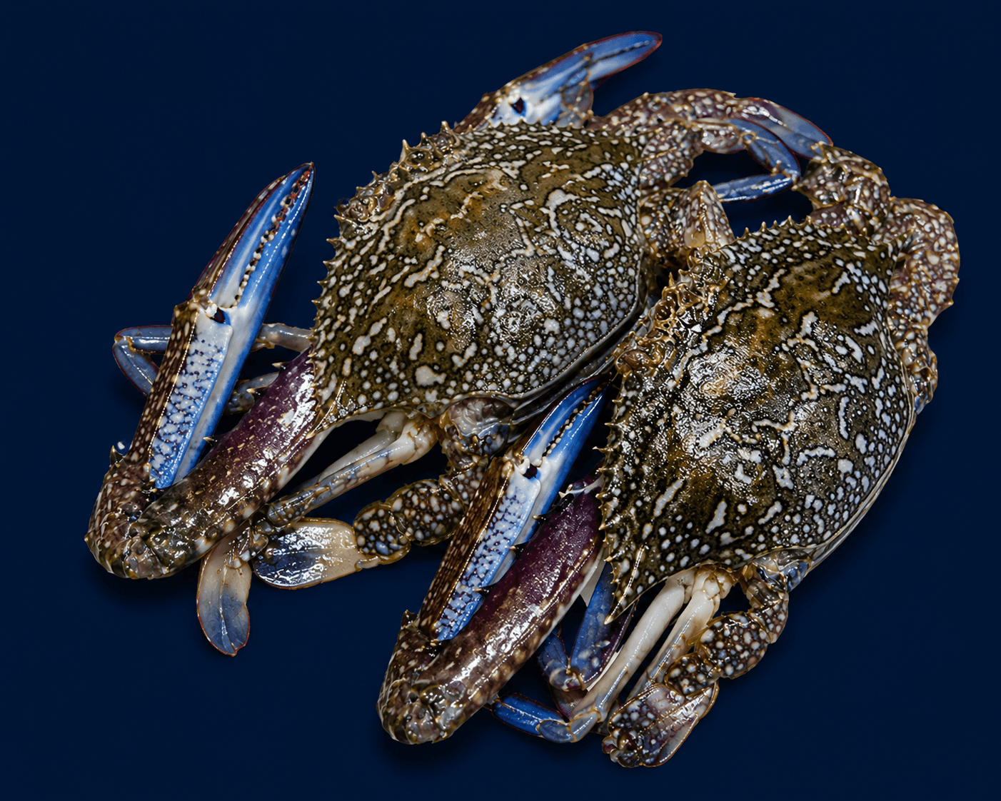Raw Sand Crabs , fresh Crabs from Tasman Star Seafood, Gold Coast
