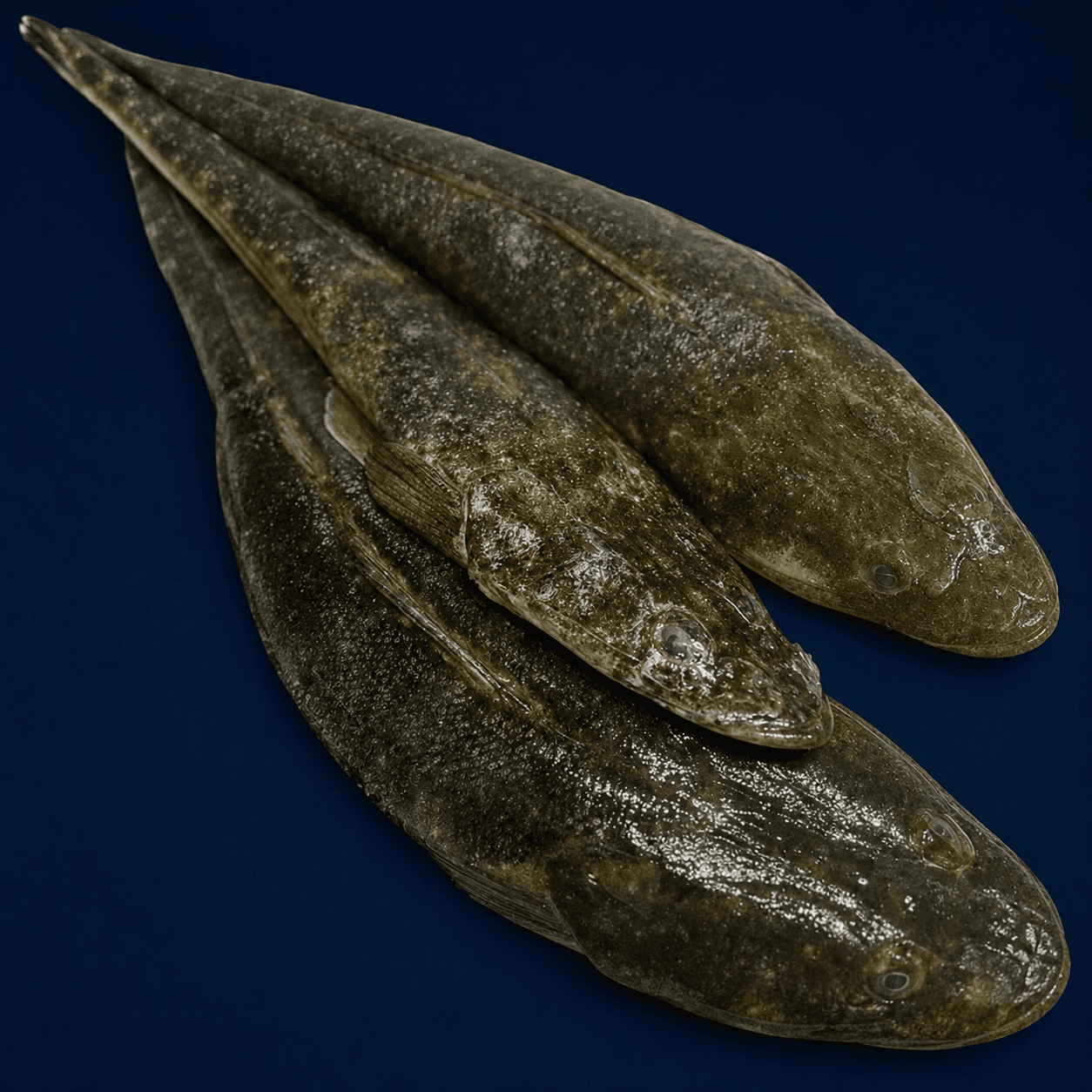 Dusky Flathead Whole, fresh Fish (Whole) from Tasman Star Seafood, Gold Coast