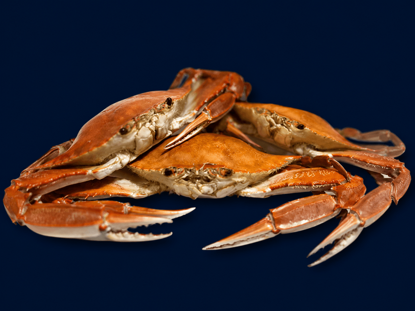 Three Spot Crab Cooked, fresh Crabs from Tasman Star Seafood, Gold Coast