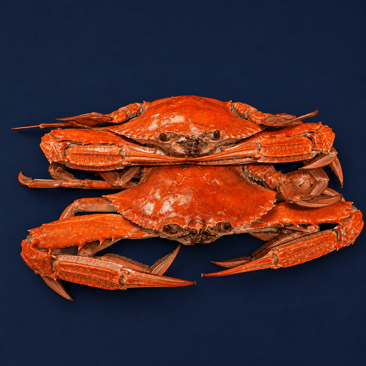 Cooked Sand Crab , fresh Crabs from Tasman Star Seafood, Gold Coast