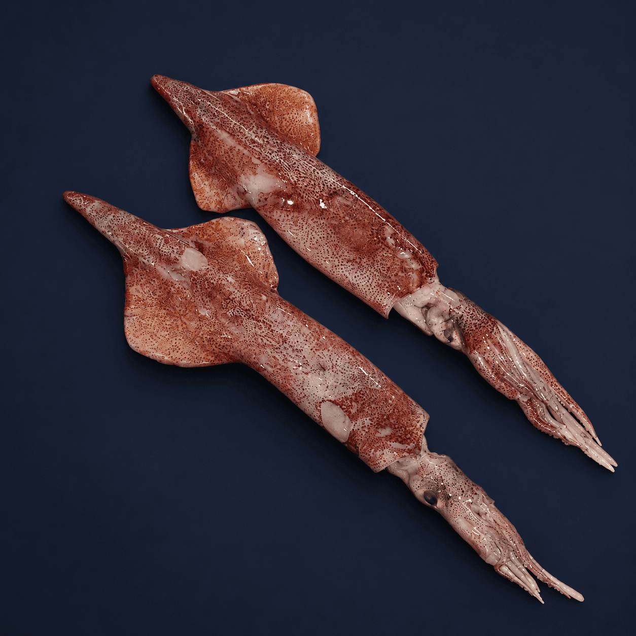 Medium Squid Whole 500g, fresh Squid, Octopus & Cuttlefish from Tasman Star Seafood, Gold Coast
