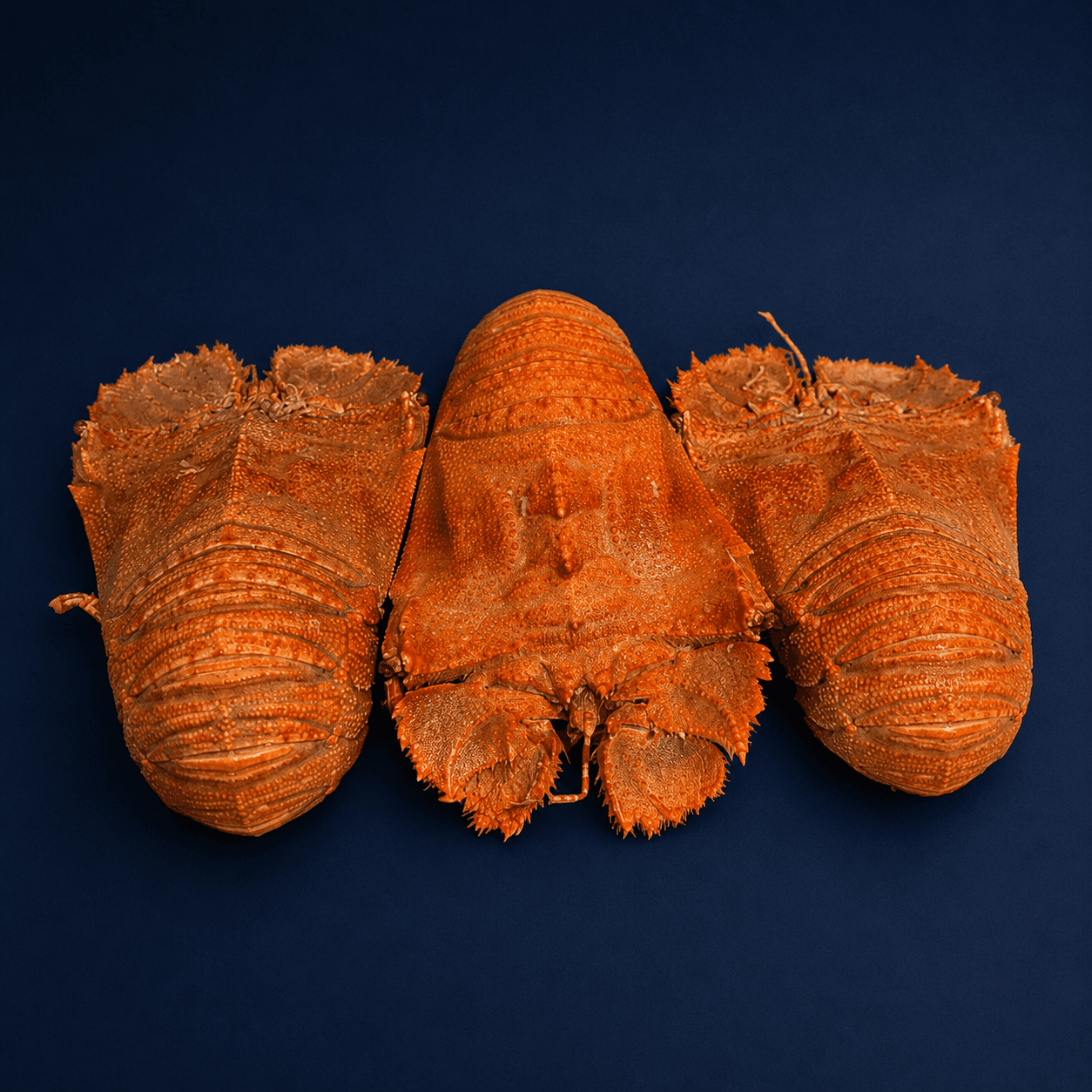 Medium Cooked Moreton Bay Bugs 100g-200g, fresh Bugs, Lobsters & Crayfish from Tasman Star Seafood, Gold Coast
