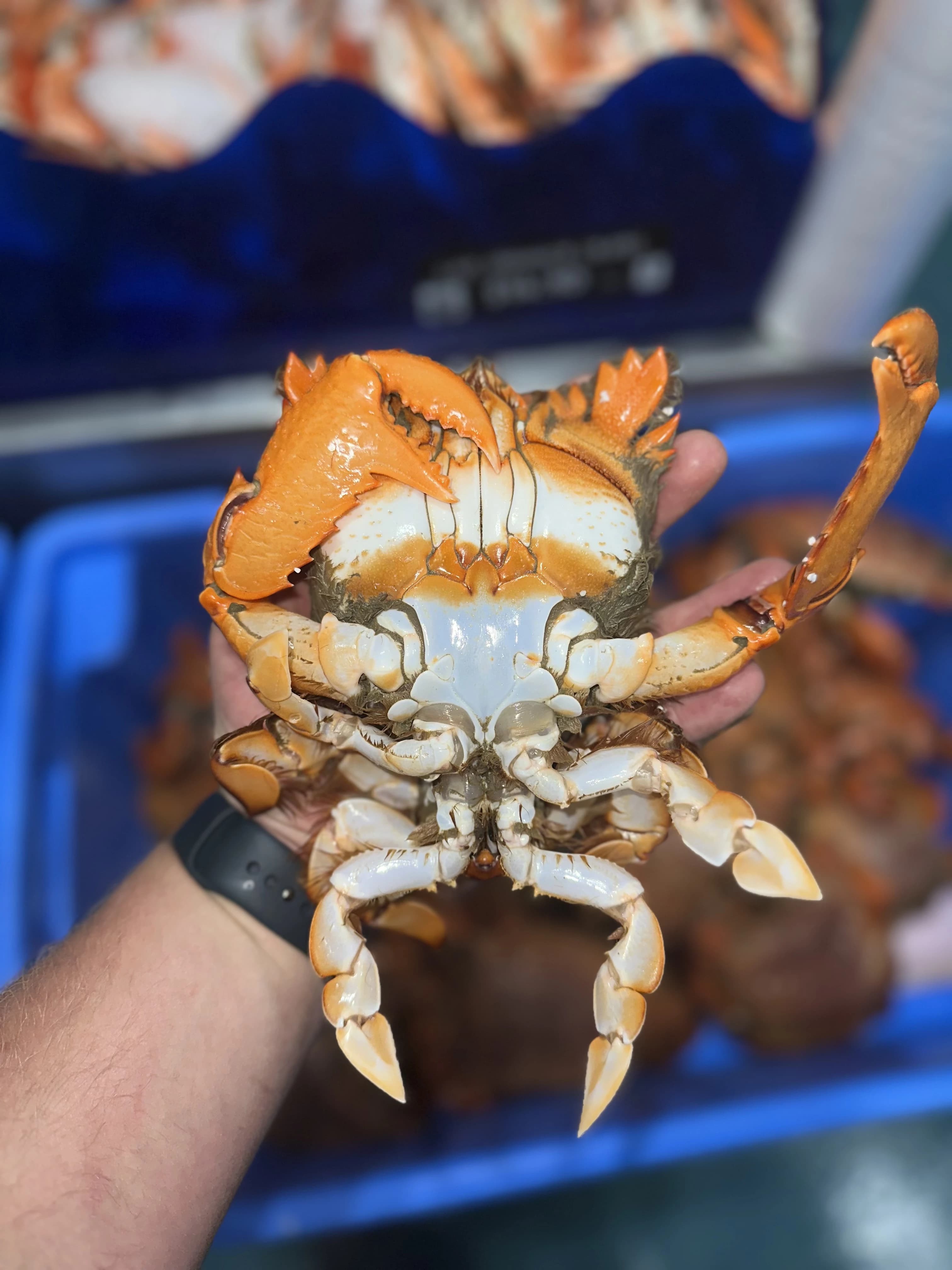 King Crab Clusters 500g-600g
