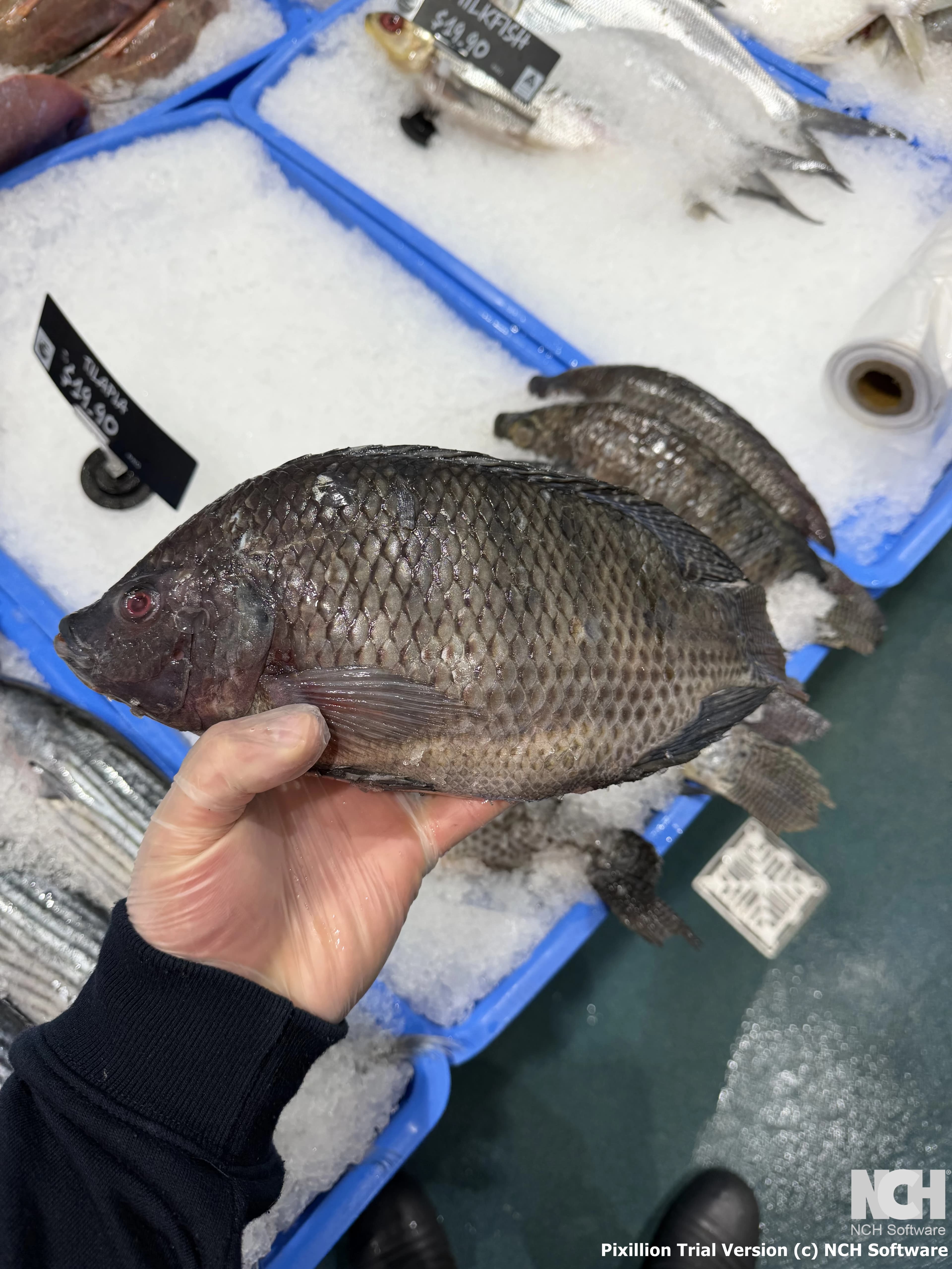 Tilapia 900g-1.1kg