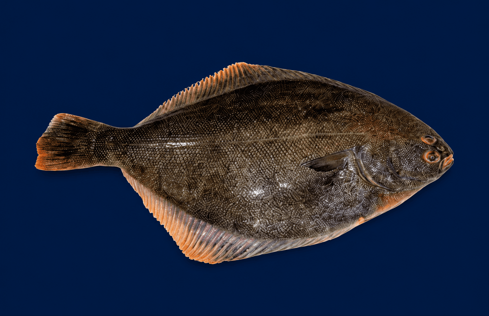 Sand Flounder NZ — fresh Fish (Whole) from Tasman Star Seafood, Gold Coast