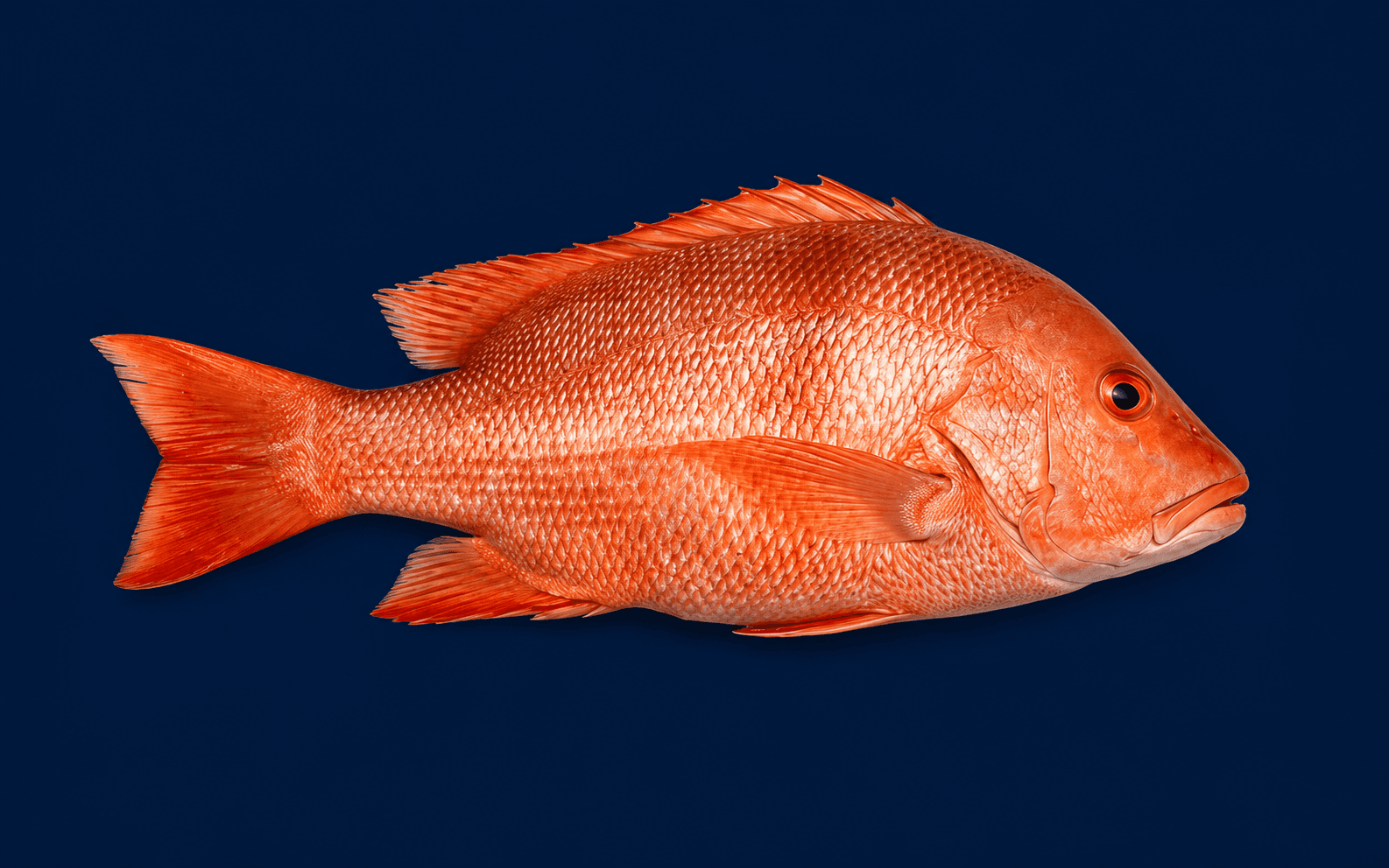 Red Emperor Whole 1.5kg-2kg — fresh Fish (Whole) from Tasman Star Seafood, Gold Coast