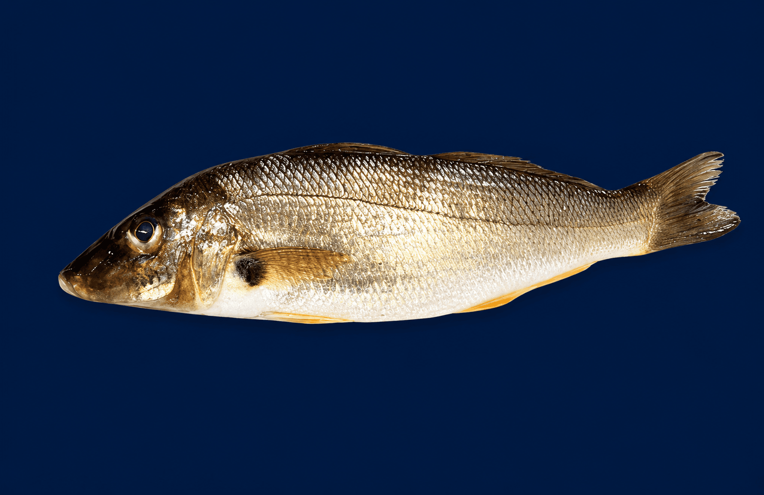 Sand Whiting Whole 1kg , fresh Fish (Whole) from Tasman Star Seafood, Gold Coast