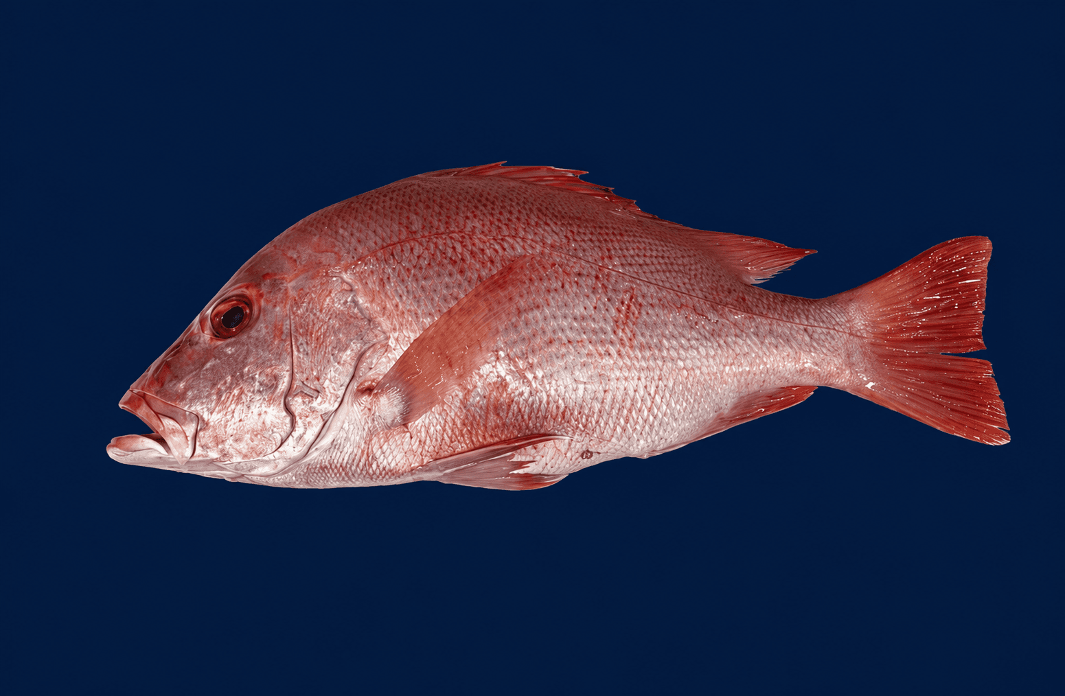 Red Snapper Whole , fresh Fish (Whole) from Tasman Star Seafood, Gold Coast