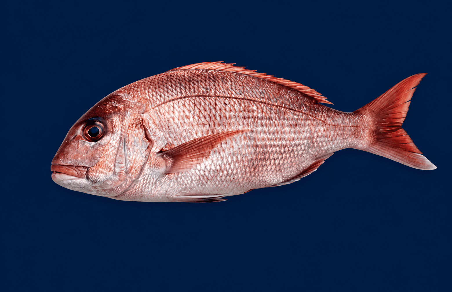 Whole Knobby Snapper , fresh Fish (Whole) from Tasman Star Seafood, Gold Coast