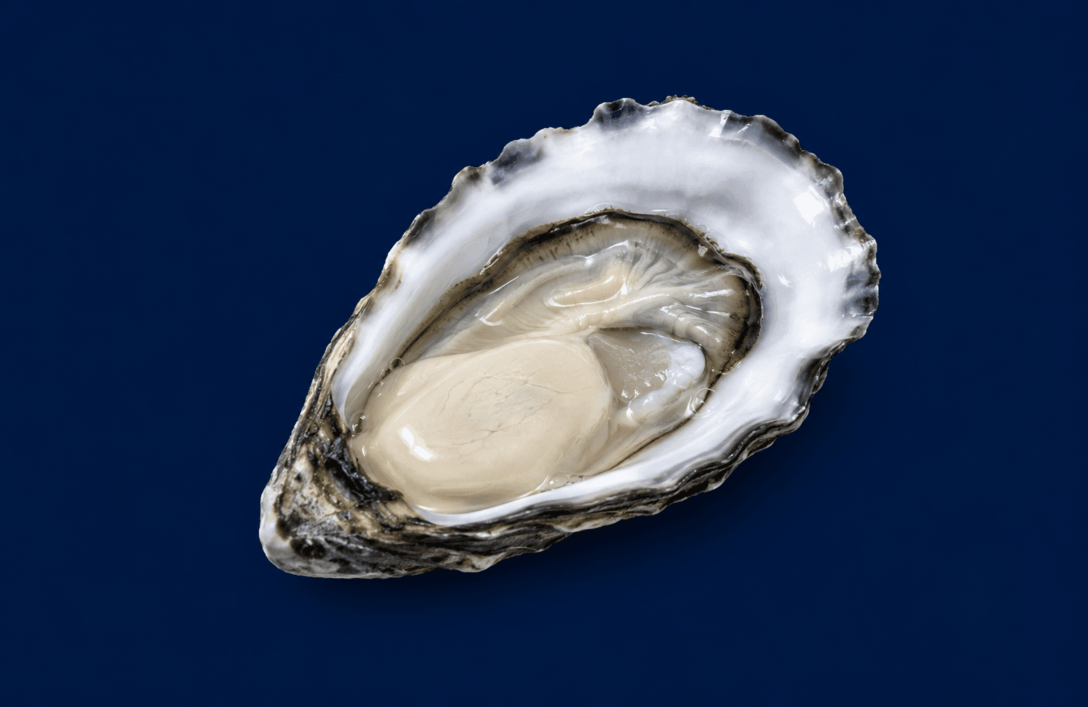 Pacific Plate Oyster — fresh Oysters from Tasman Star Seafood, Gold Coast