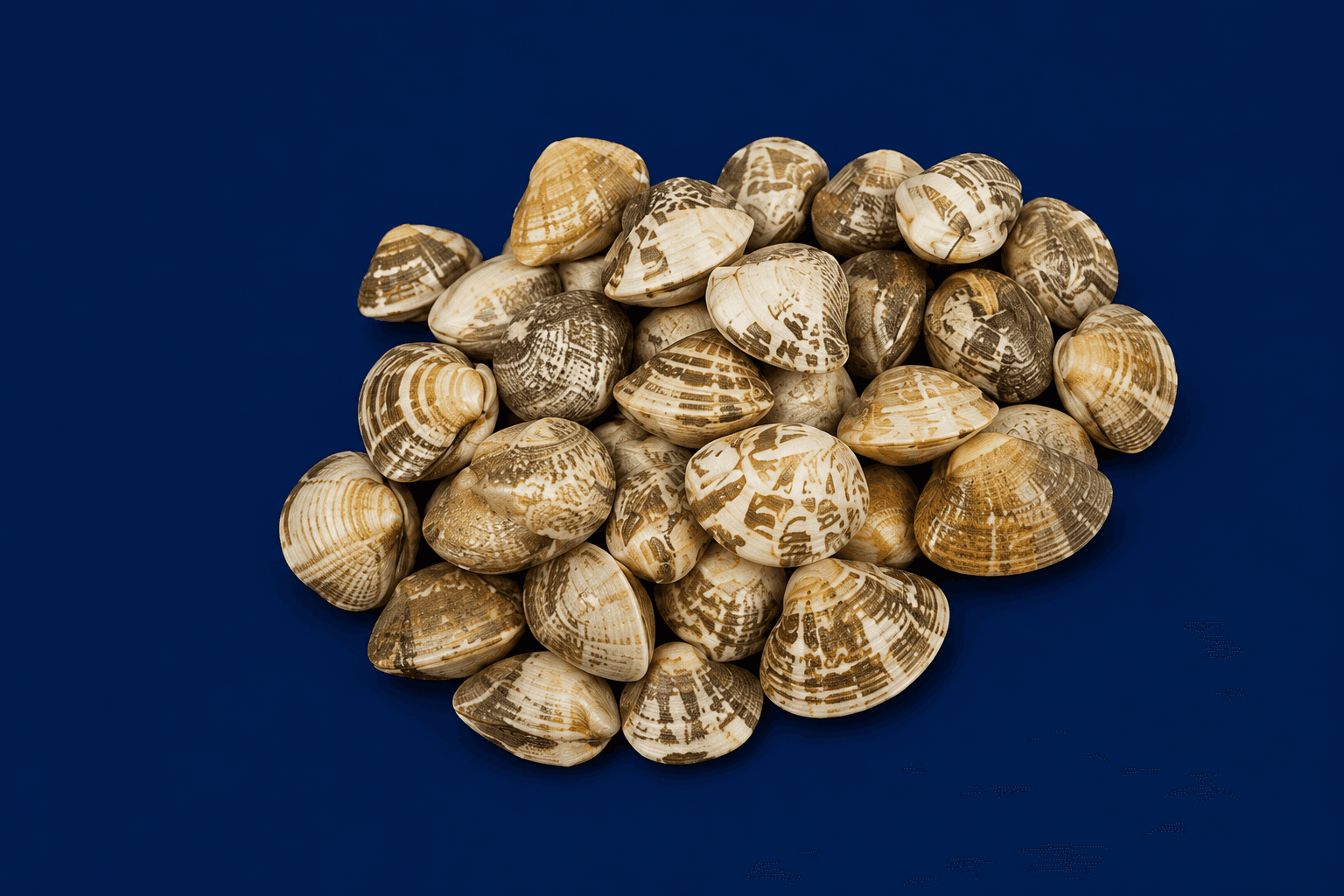 Mixed Clams — fresh Shellfish & Molluscs from Tasman Star Seafood, Gold Coast