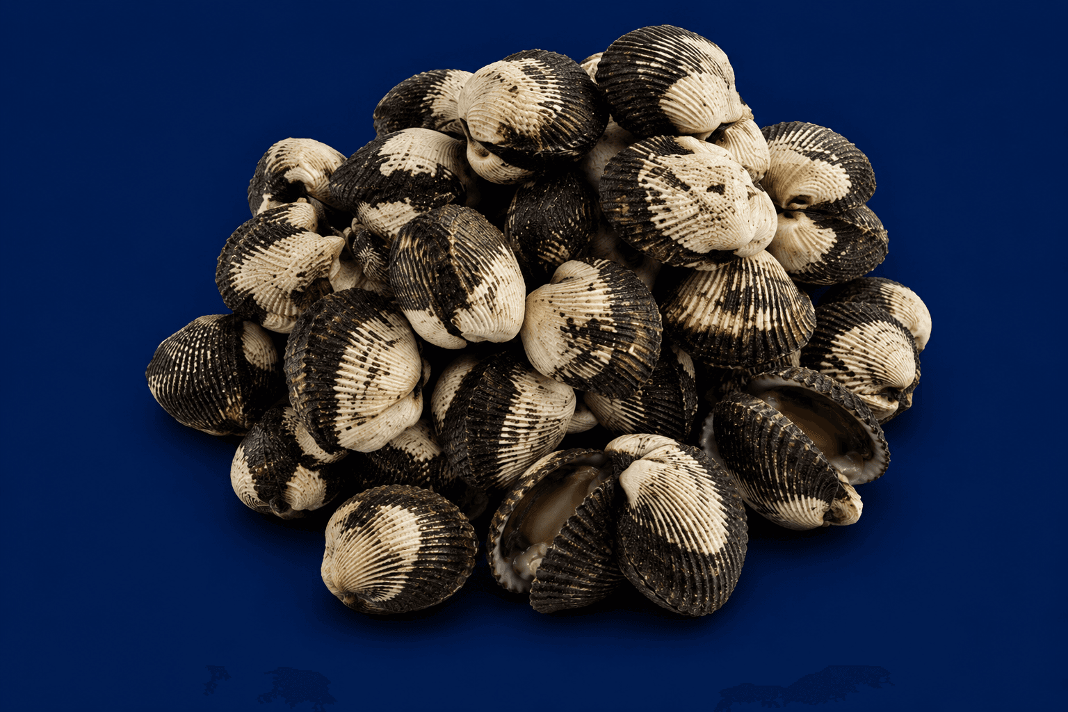 Cockles — fresh Shellfish & Molluscs from Tasman Star Seafood, Gold Coast