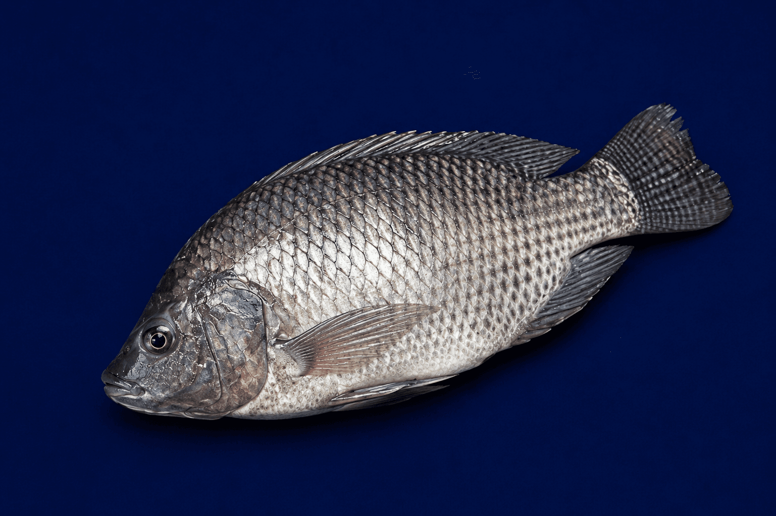 Tilapia 900g-1.1kg — fresh Fish (Whole) from Tasman Star Seafood, Gold Coast