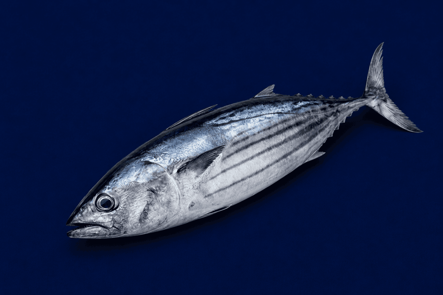 Bonito Whole 850g-1kg — fresh Fish (Whole) from Tasman Star Seafood, Gold Coast