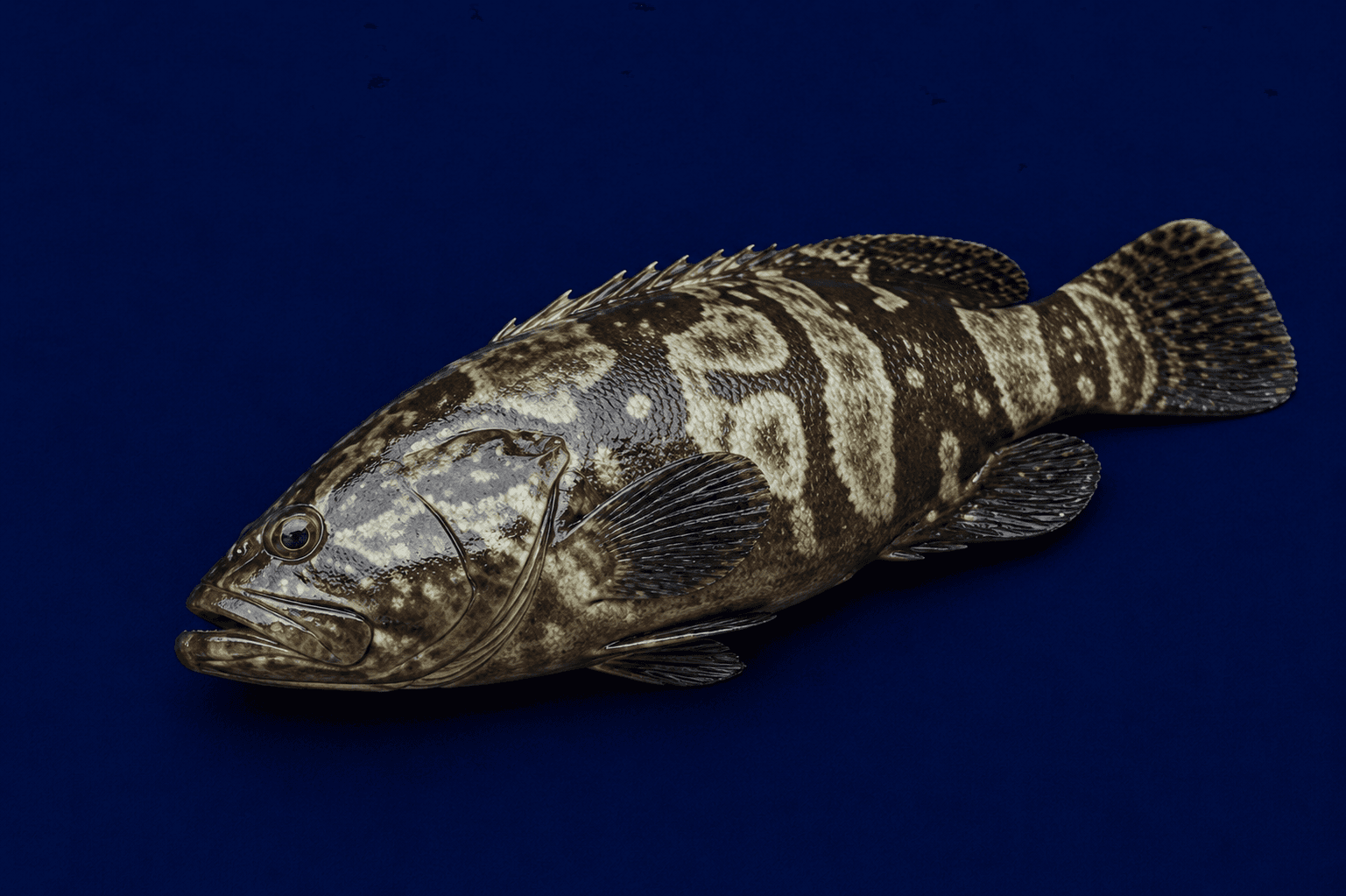 QLD Grouper Whole 950g-1.2kg — fresh Fish (Whole) from Tasman Star Seafood, Gold Coast