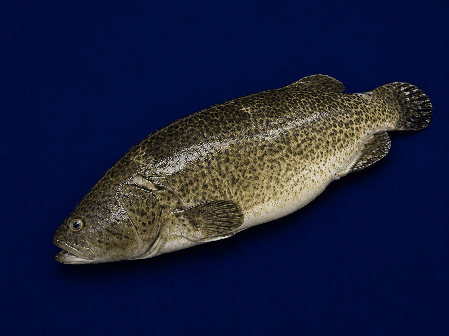 Murray Cod Whole 1.8kg-2kg — fresh Fish (Whole) from Tasman Star Seafood, Gold Coast