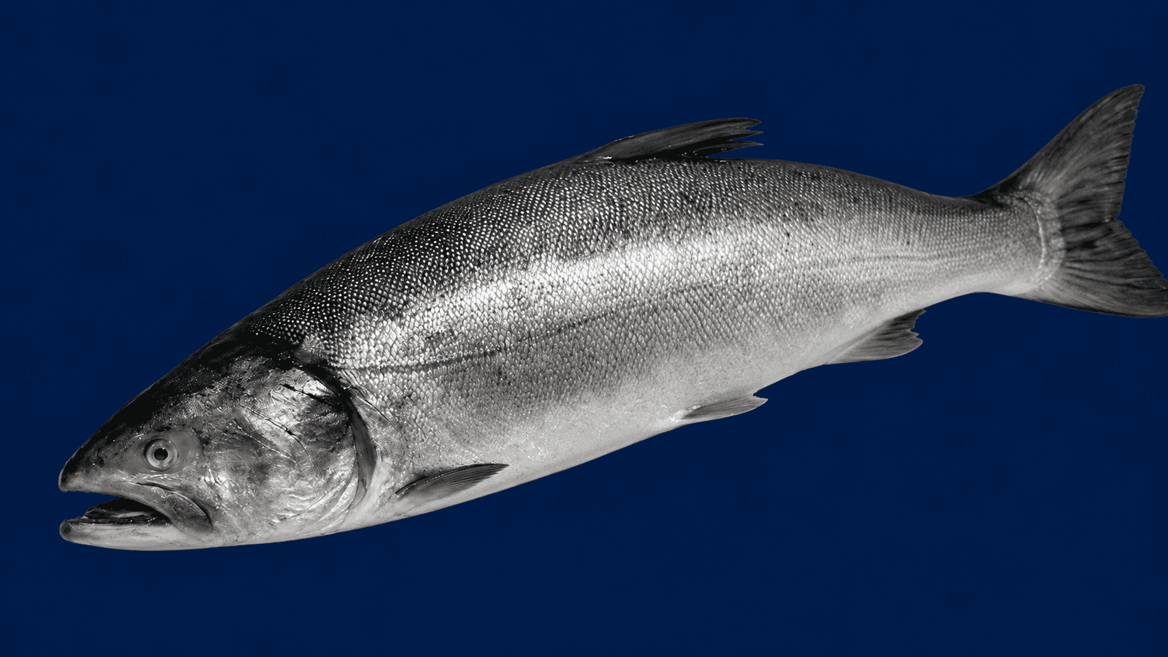 King Ora Salmon Whole — fresh Fish (Whole) from Tasman Star Seafood, Gold Coast