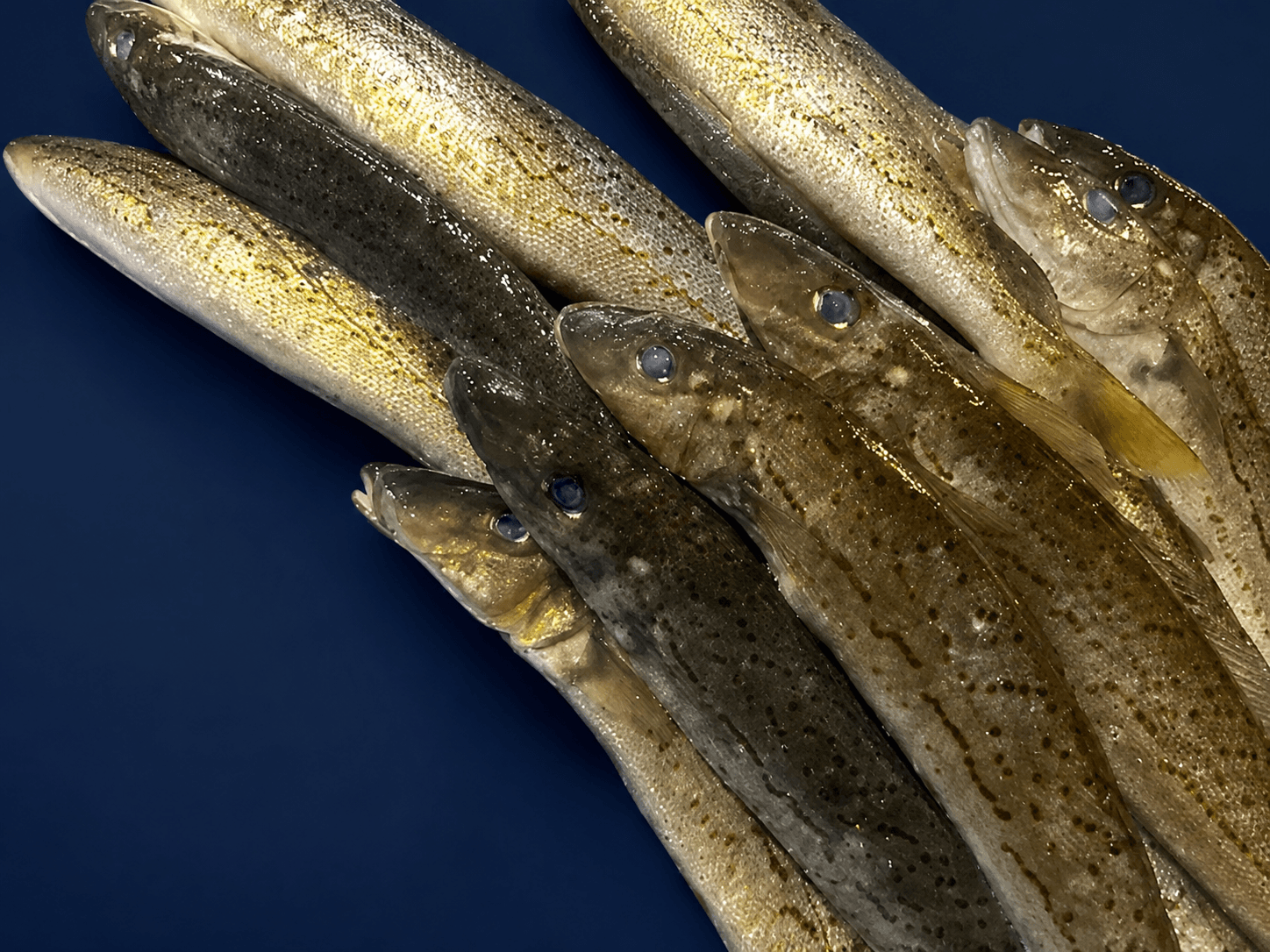 King George Whiting Whole, fresh Fish (Whole) from Tasman Star Seafood, Gold Coast