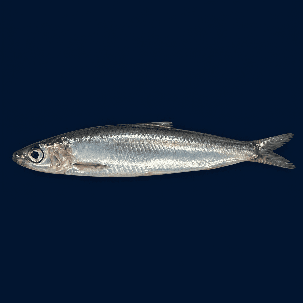 Fresh Sardines