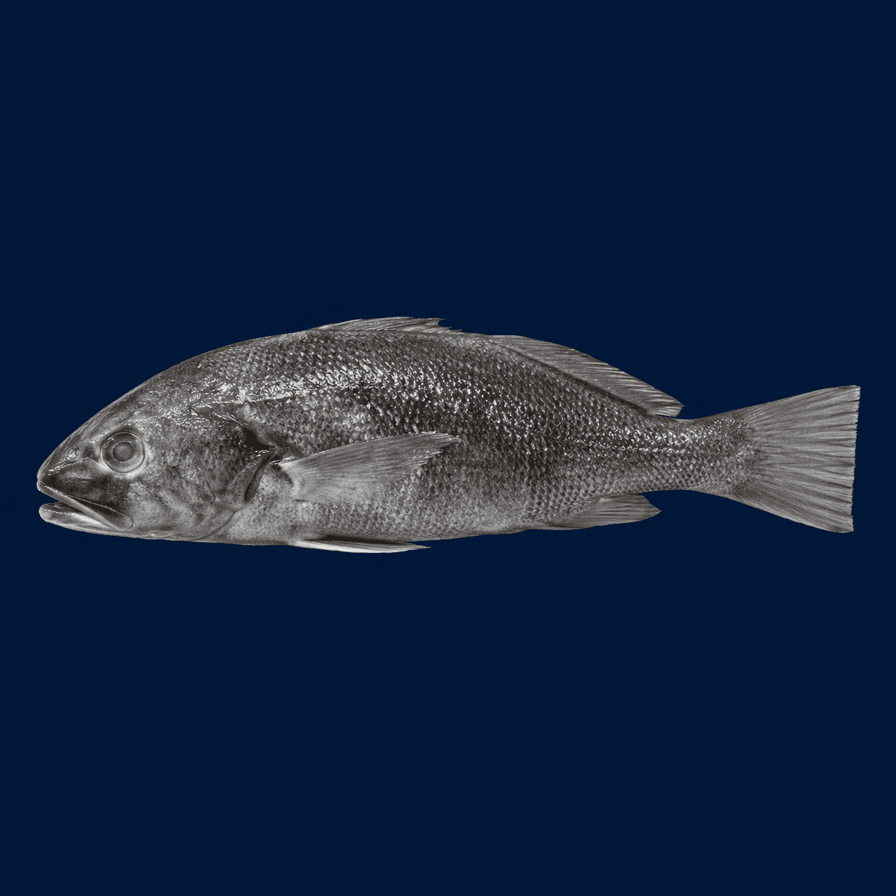 Blue Cod Whole — fresh Fish (Whole) from Tasman Star Seafood, Gold Coast
