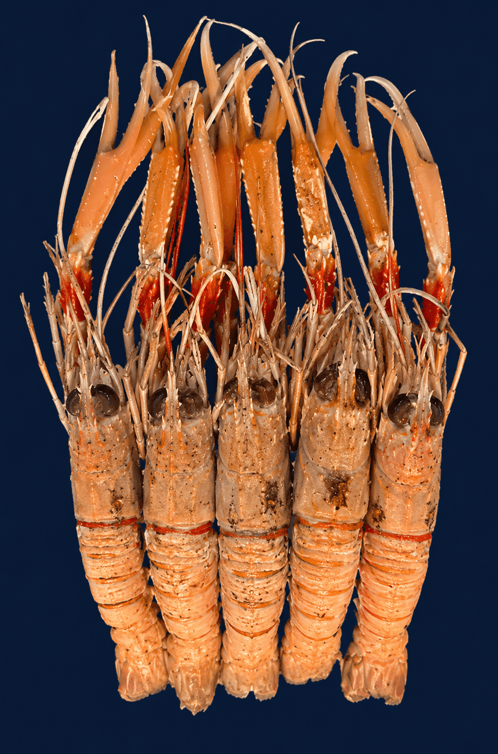 Scampi, fresh Sashimi from Tasman Star Seafood, Gold Coast