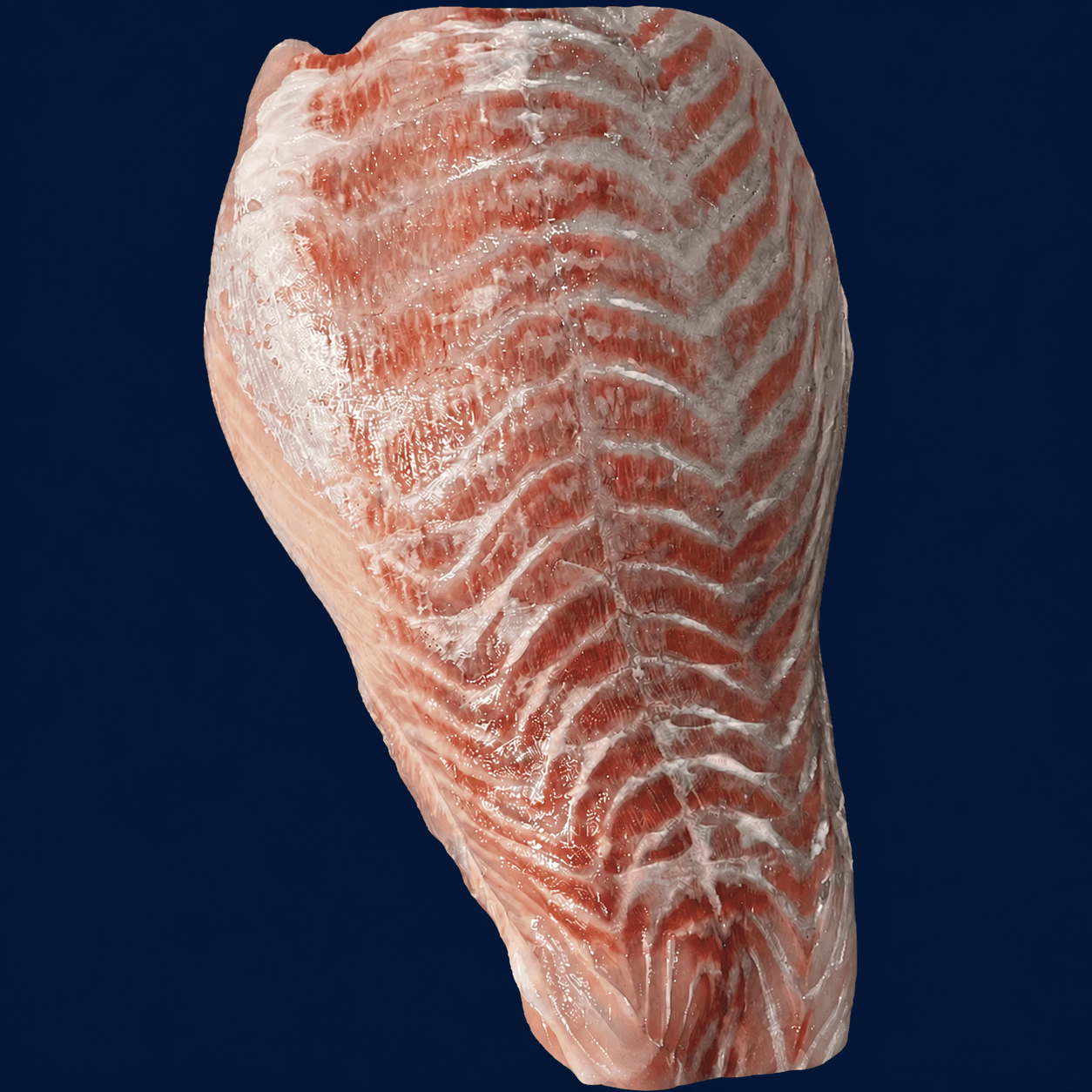 Barra Sides 1.5kg, fresh Fish (Fillets & Steaks) from Tasman Star Seafood, Gold Coast