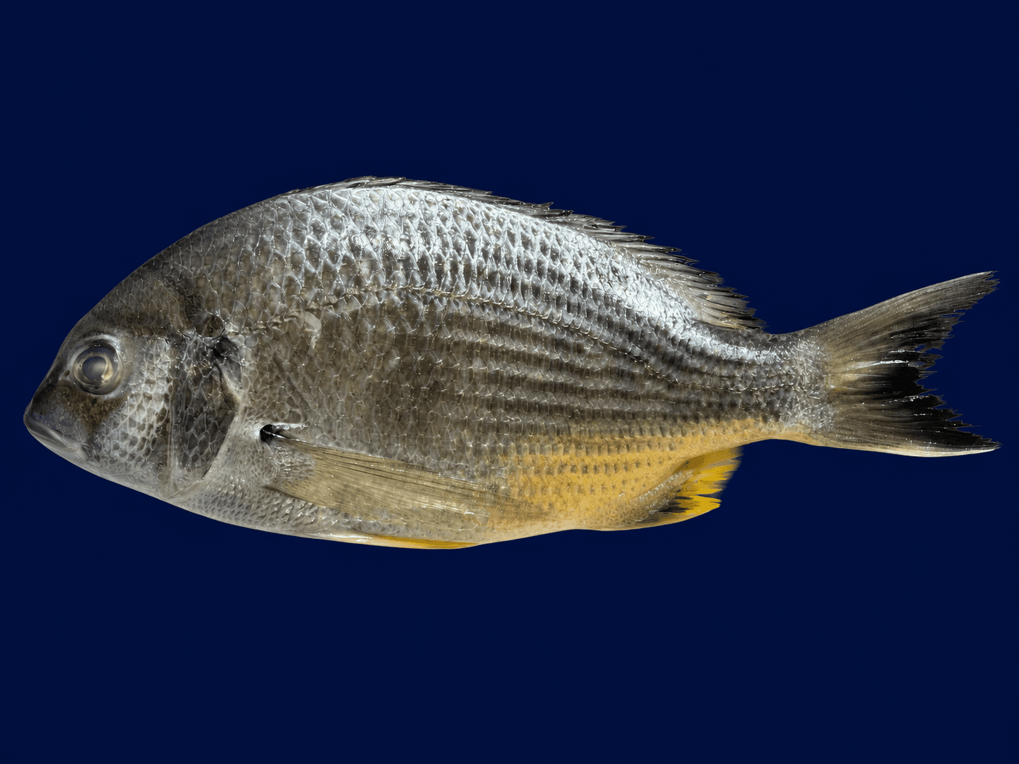 Silver bream whole