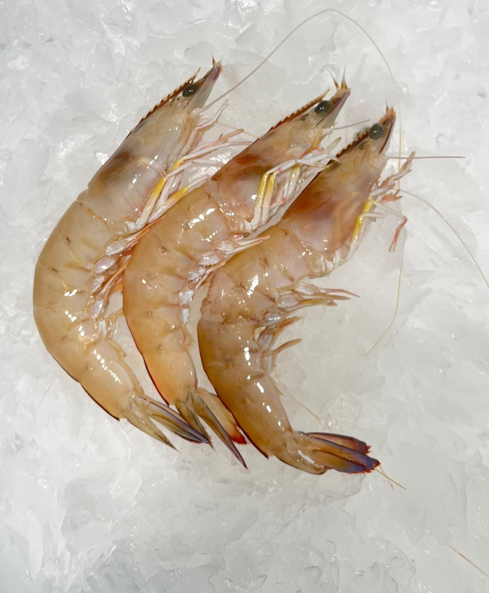 Medium Green king Prawns, fresh Prawns (Raw) from Tasman Star Seafood, Gold Coast