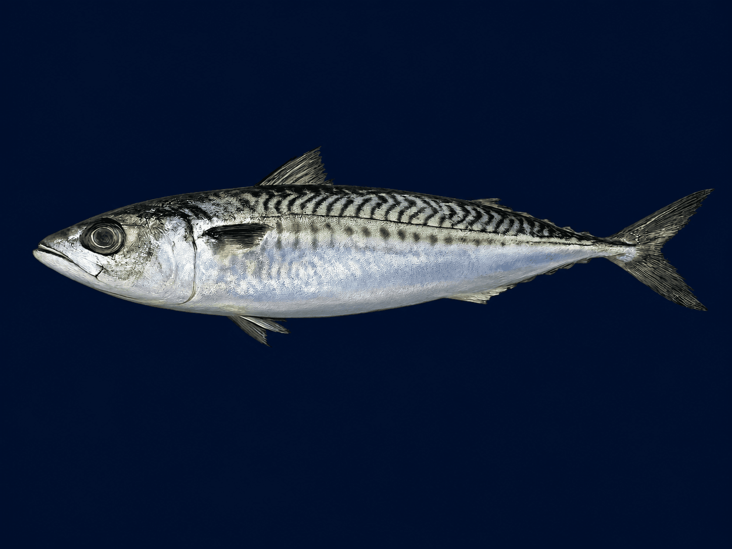 Spiced Pan-Fried Mackerel