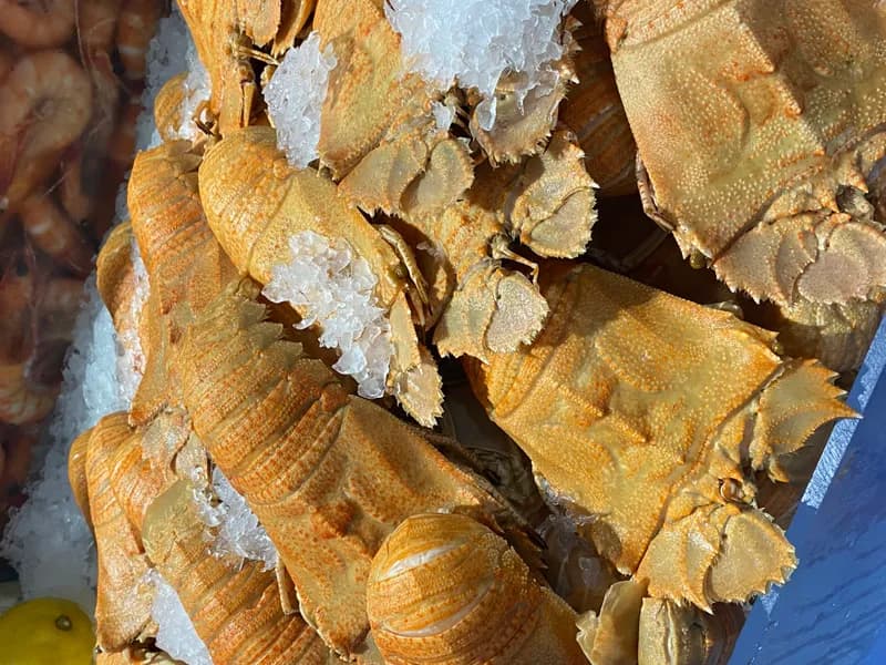 LARGE Cooked Moreton Bay Bugs 300-400G, fresh Bugs, Lobsters & Crayfish from Tasman Star Seafood, Gold Coast