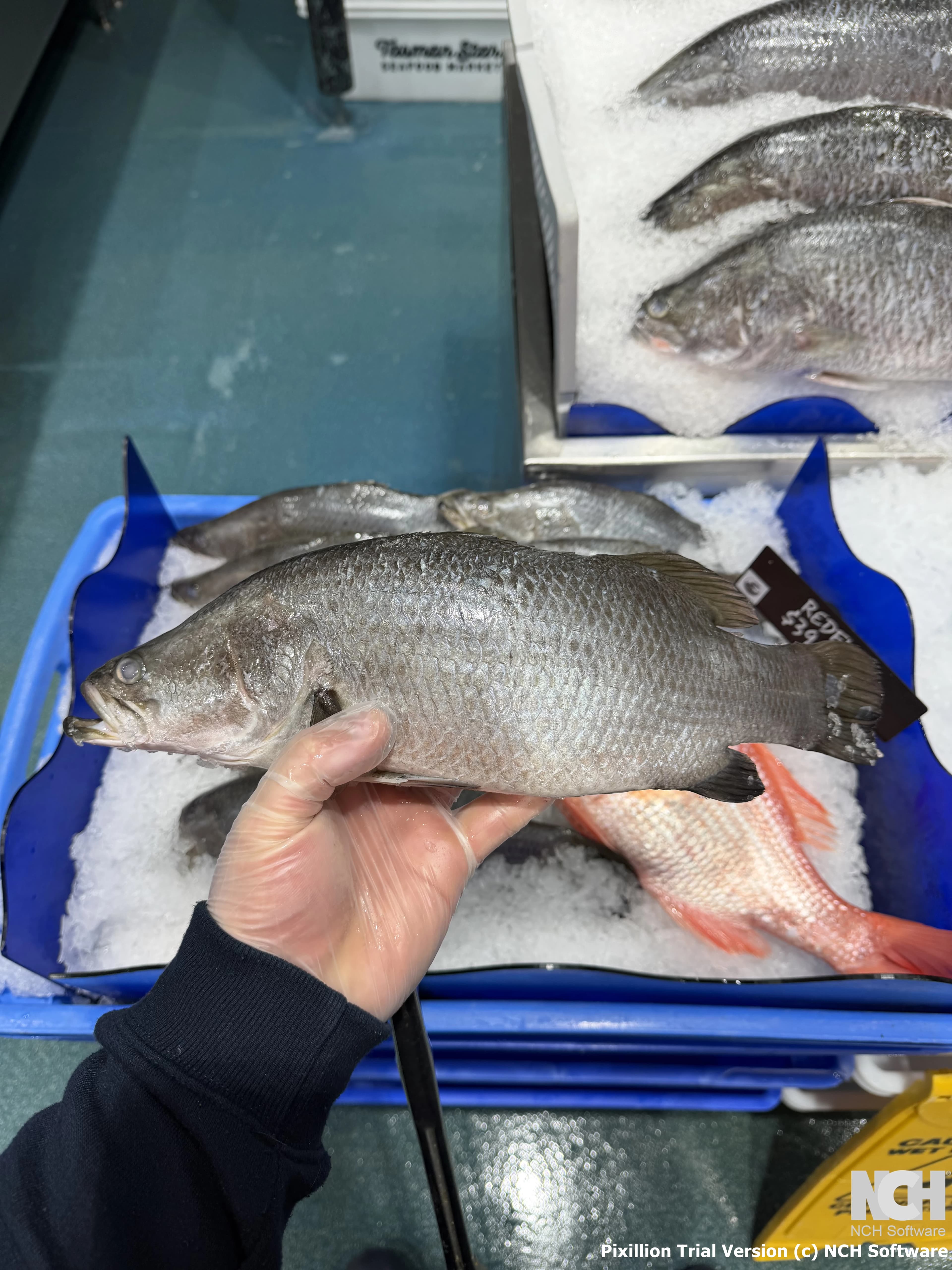 Baby Barra Whole 950g-1.2kg